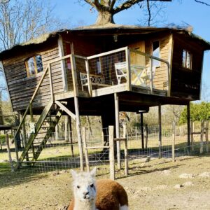 La cabane autour de l'arbre