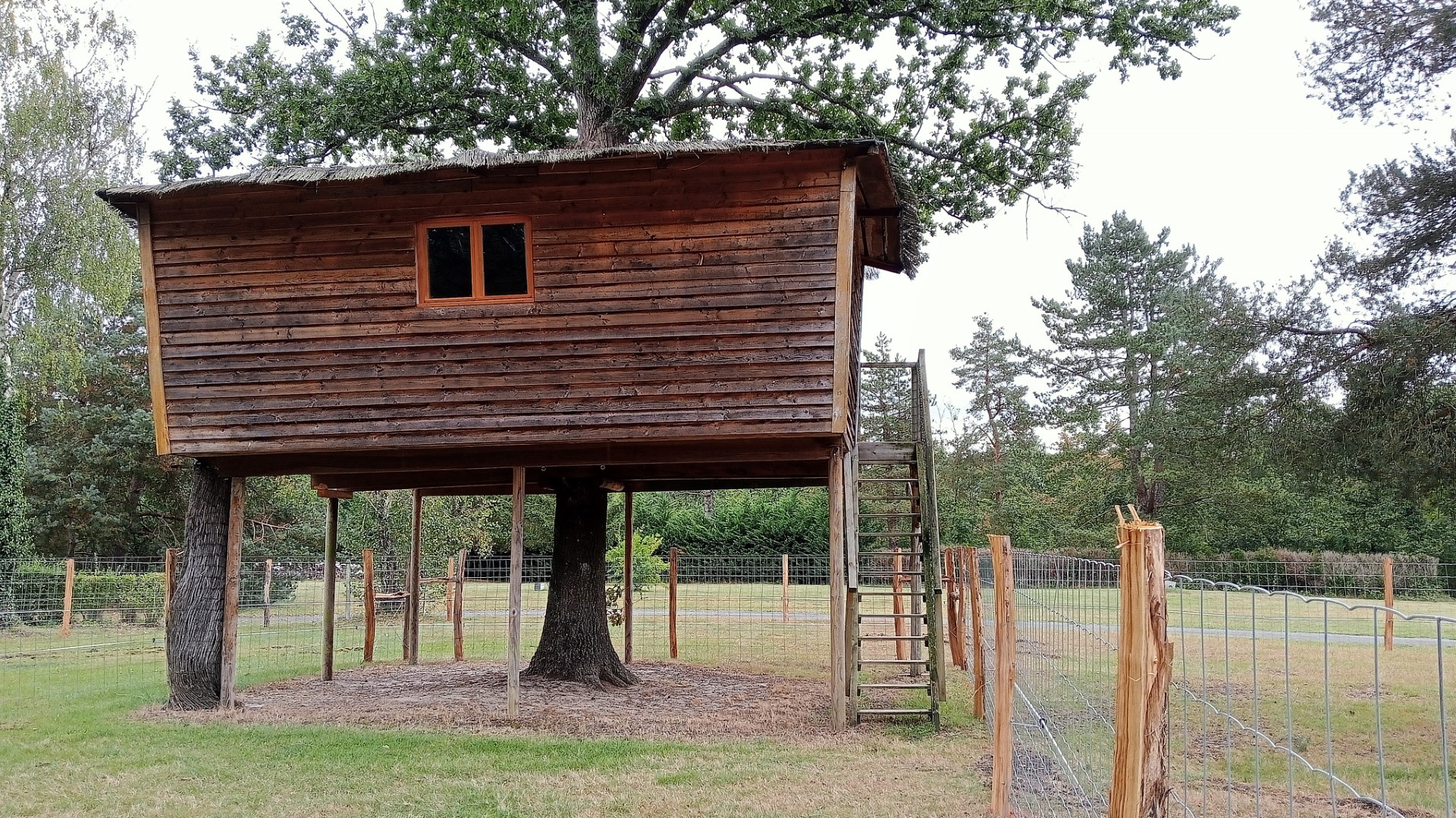 La cabane autour de l’arbre - Le Nid dans les Bruyères