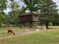 La cabane autour de l’arbre - Le Nid dans les Bruyères