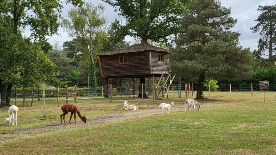 La cabane autour de l’arbre - Le Nid dans les Bruyères