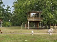 La cabane dans les arbres - Le Nid dans les Bruyères