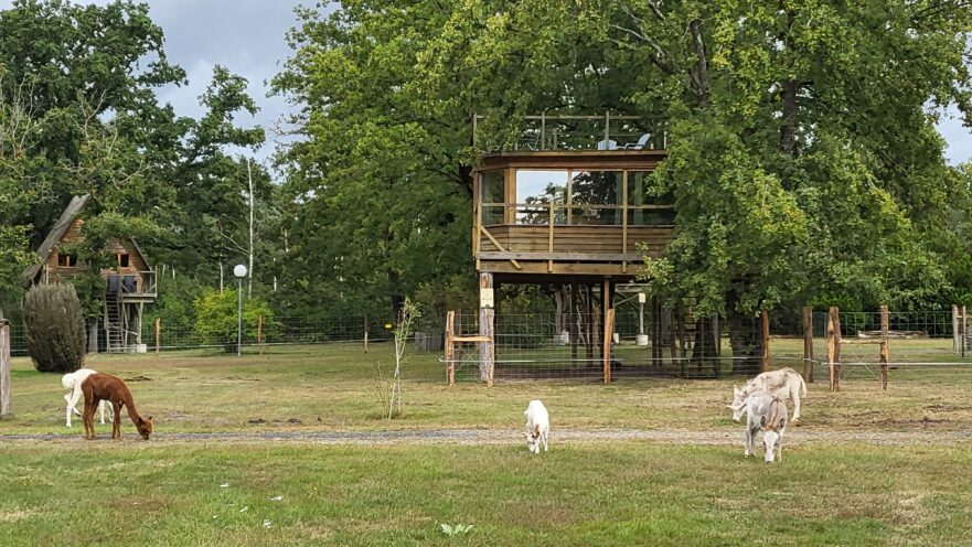 La cabane dans les arbres - Le Nid dans les Bruyères